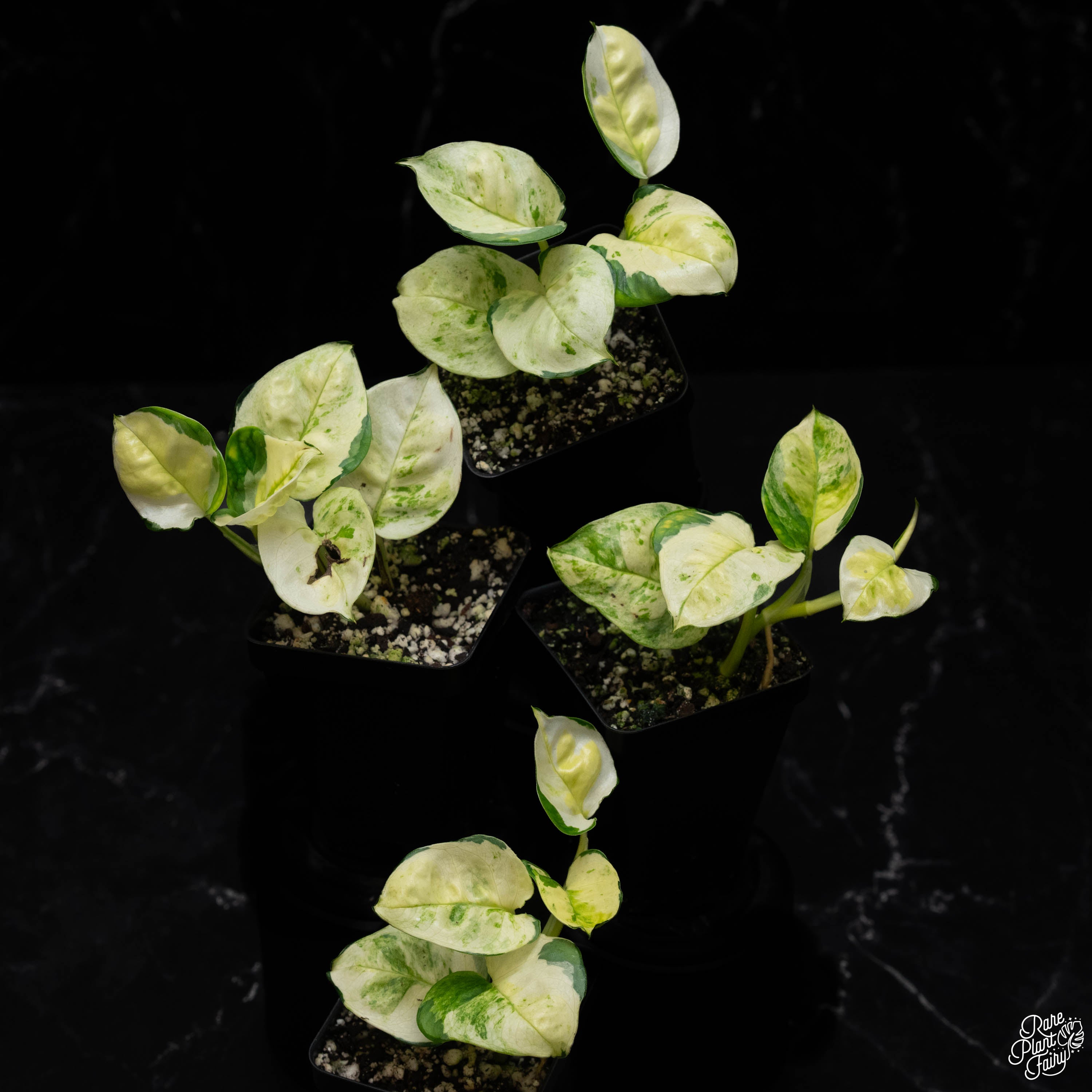 japanese global green pothos Epipremnum aureum 'Japanese Global' *Grower's Choice*