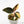 Anoectochilus formosanus albo variegated jewel orchid