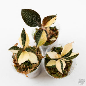Anoectochilus formosanus albo variegated jewel orchid