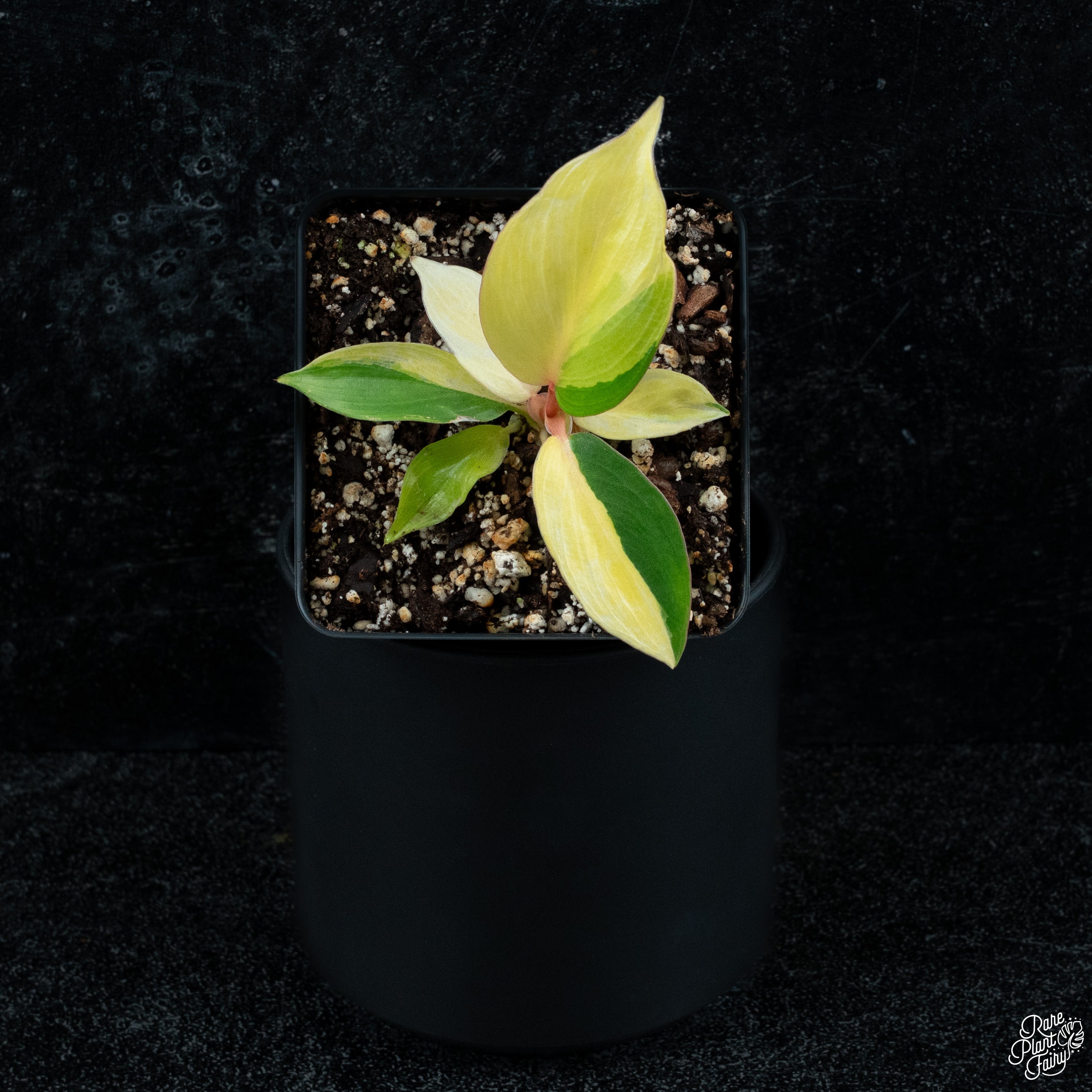 jungle fever philodendron Philodendron 'Jungle Fever' variegated *Grower's choice* – Rare Plant Fairy
