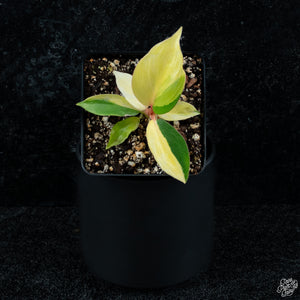 Philodendron 'Jungle Fever' variegated *Grower's choice*