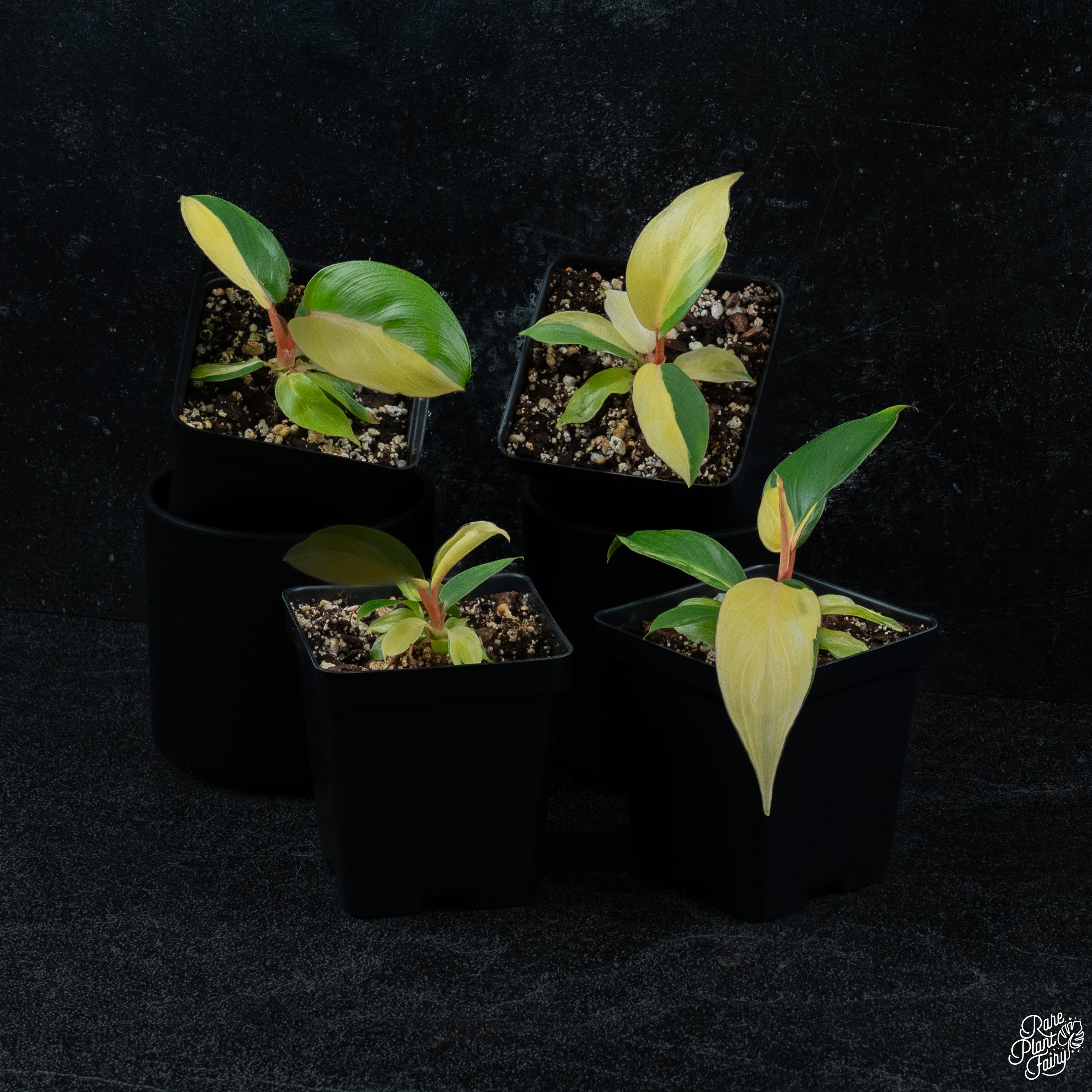 philodendron jungle fever care Philodendron 'Jungle Fever' variegated *Grower's choice* – Rare Plant Fairy