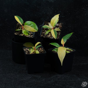 Philodendron 'Jungle Fever' variegated *Grower's choice*