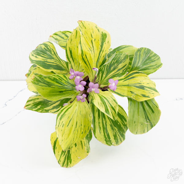 Kaempferia sp. Variegated Ginger Hybrid (wk9-S) *Multiple Plants*