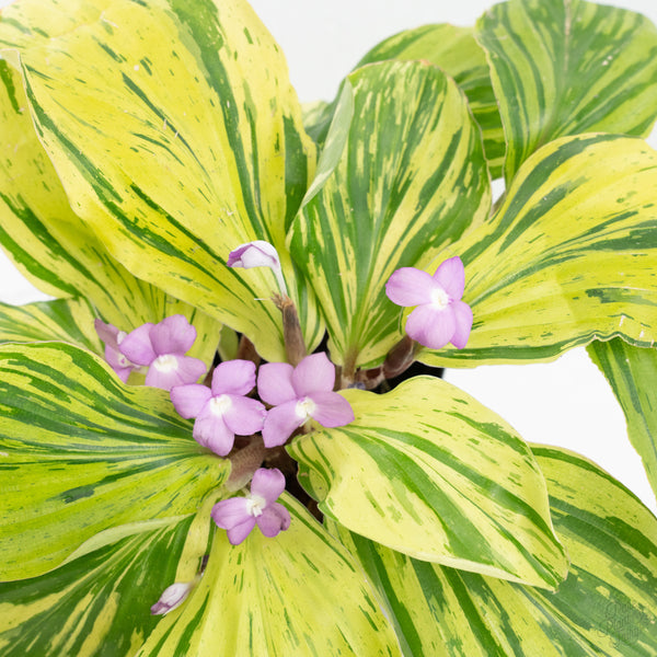 Kaempferia sp. Variegated Ginger Hybrid (wk9-S) *Multiple Plants*