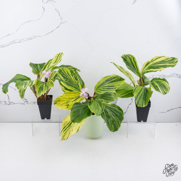 Kaempferia sp. Variegated Ginger *Grower's Choice*