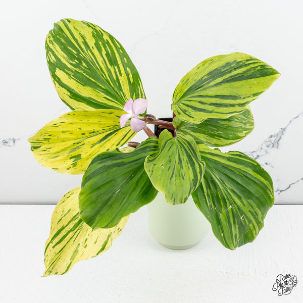 Kaempferia sp. Variegated Ginger *Grower's Choice*