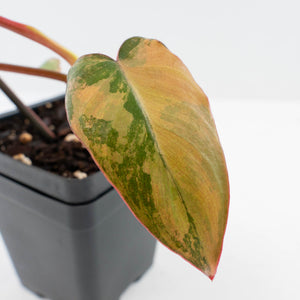 Philodendron 'Brown Beauty' ('Black Billietiae' x 'Florida Beauty') (wk36-L241)