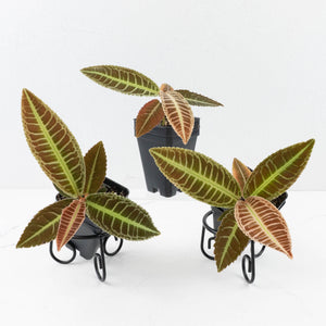 Labisia sp. Riau