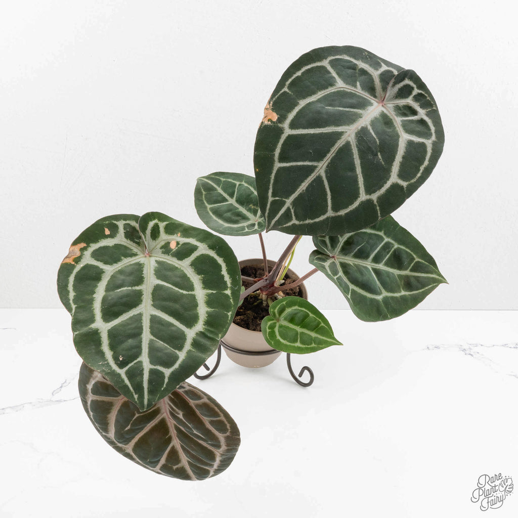 Anthurium 'Michelle' by DocBlock *Grower's Choice* Small (3.25