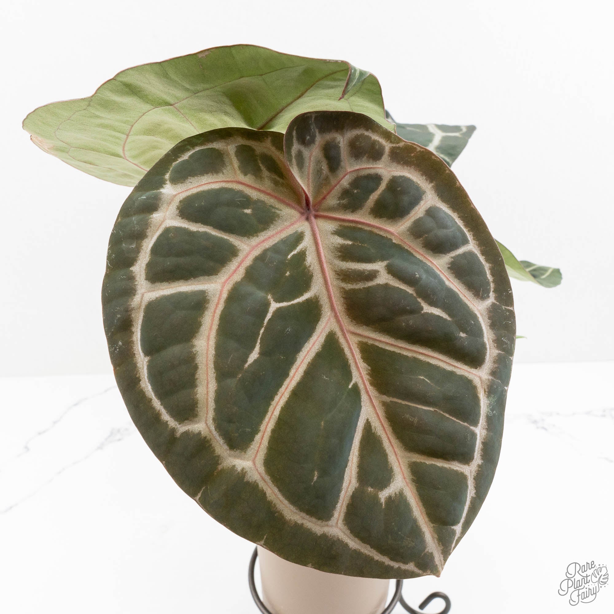 anthurium doc block f3 Anthurium 'Michelle' by DocBlock *Grower's Choice* Small (3.25" pot)