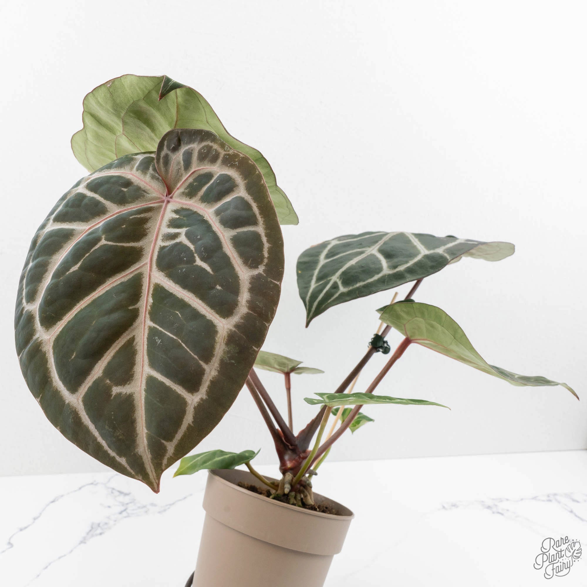 anthurium michelle care Anthurium 'Michelle' by DocBlock *Grower's Choice* Small (3.25" pot)