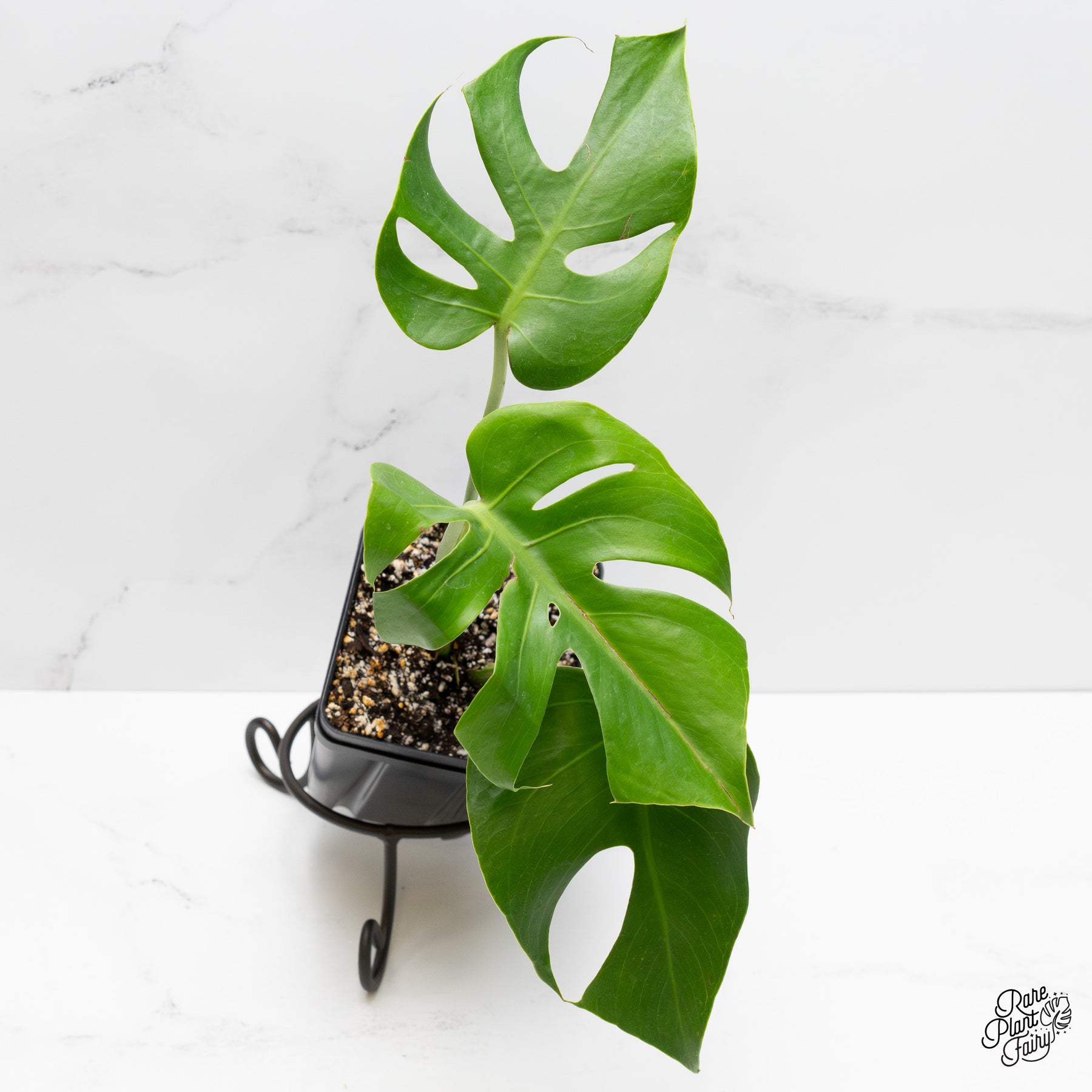 Monstera deliciosa ‘Compacta’