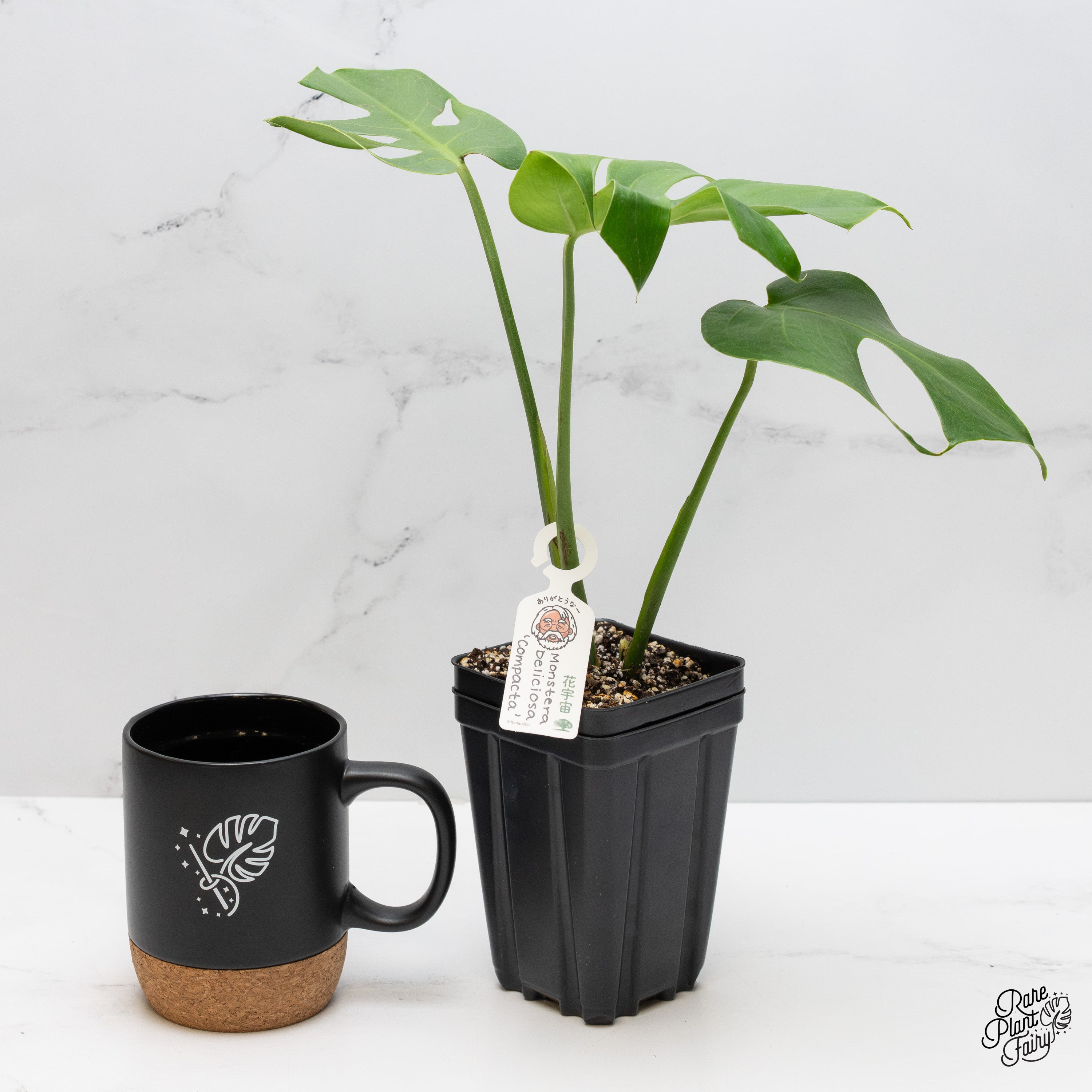 kwiat monstera Monstera Deliciosa 'Compacta' with Kunzo Tags *Grower's Choice* – Rare Plant Fairy