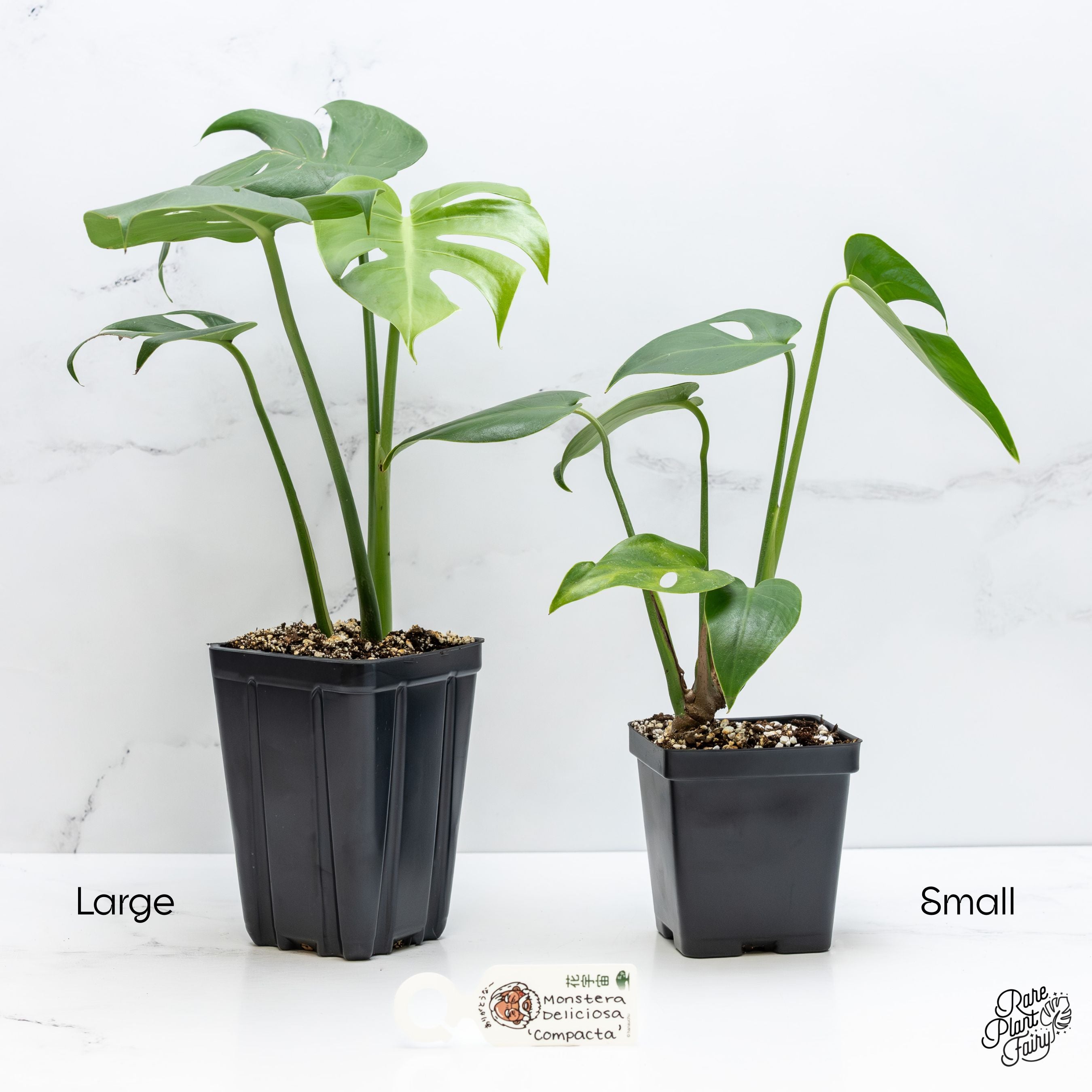 petite monstera deliciosa Monstera Deliciosa 'Compacta' with Kunzo Tags *Grower's Choice* – Rare Plant Fairy