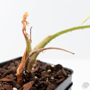 Lasia Spinosa Albo Variegated *Spikes* (wk21-UV)