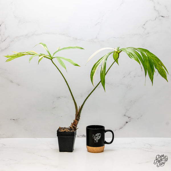 Lasia Spinosa Albo Variegated *Caution: Spikes* (wk51-P)