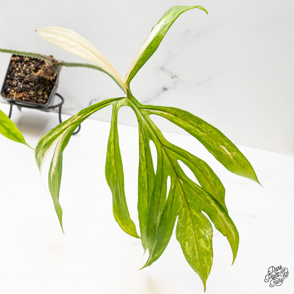 Lasia Spinosa Albo Variegated *Caution: Spikes* (wk51-P)