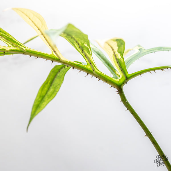 Lasia Spinosa Albo Variegated *Caution: Spikes* (wk51-P)