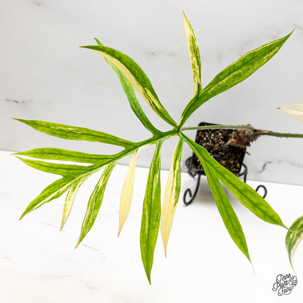 Lasia Spinosa Albo Variegated *Caution: Spikes* (wk51-P)