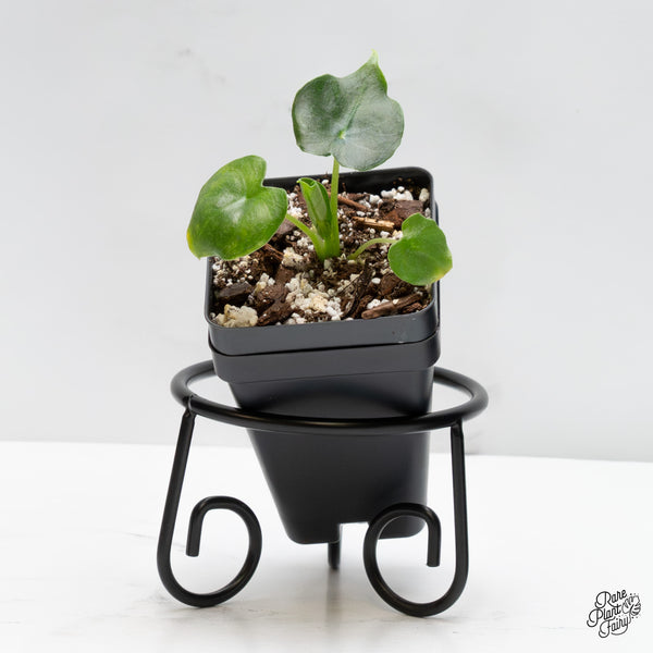 Alocasia 'London Eye' *Grower's choice*