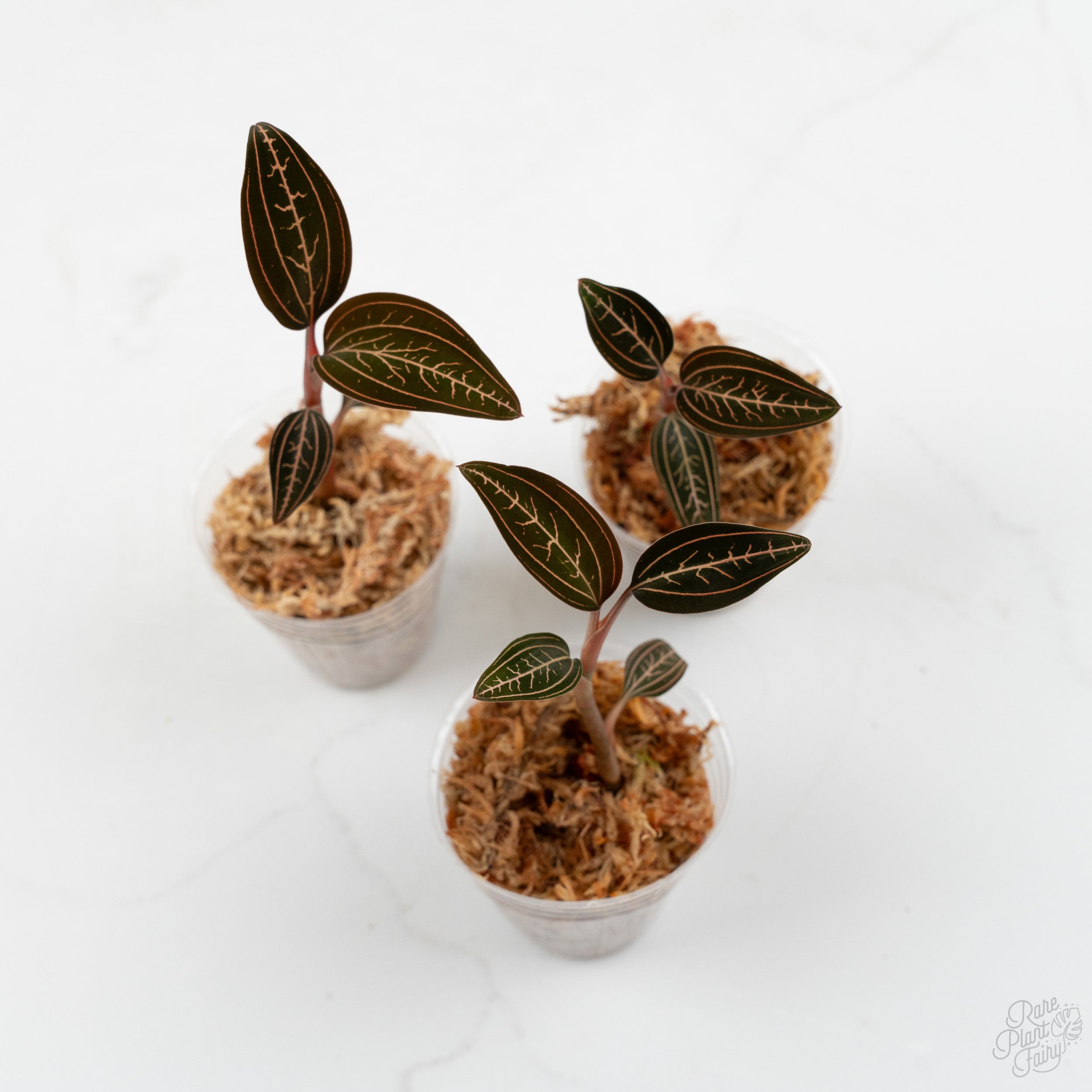 ロドリゲス Anoectochilus roxburghii x Ludisia discolor jewel orchid *Grower's