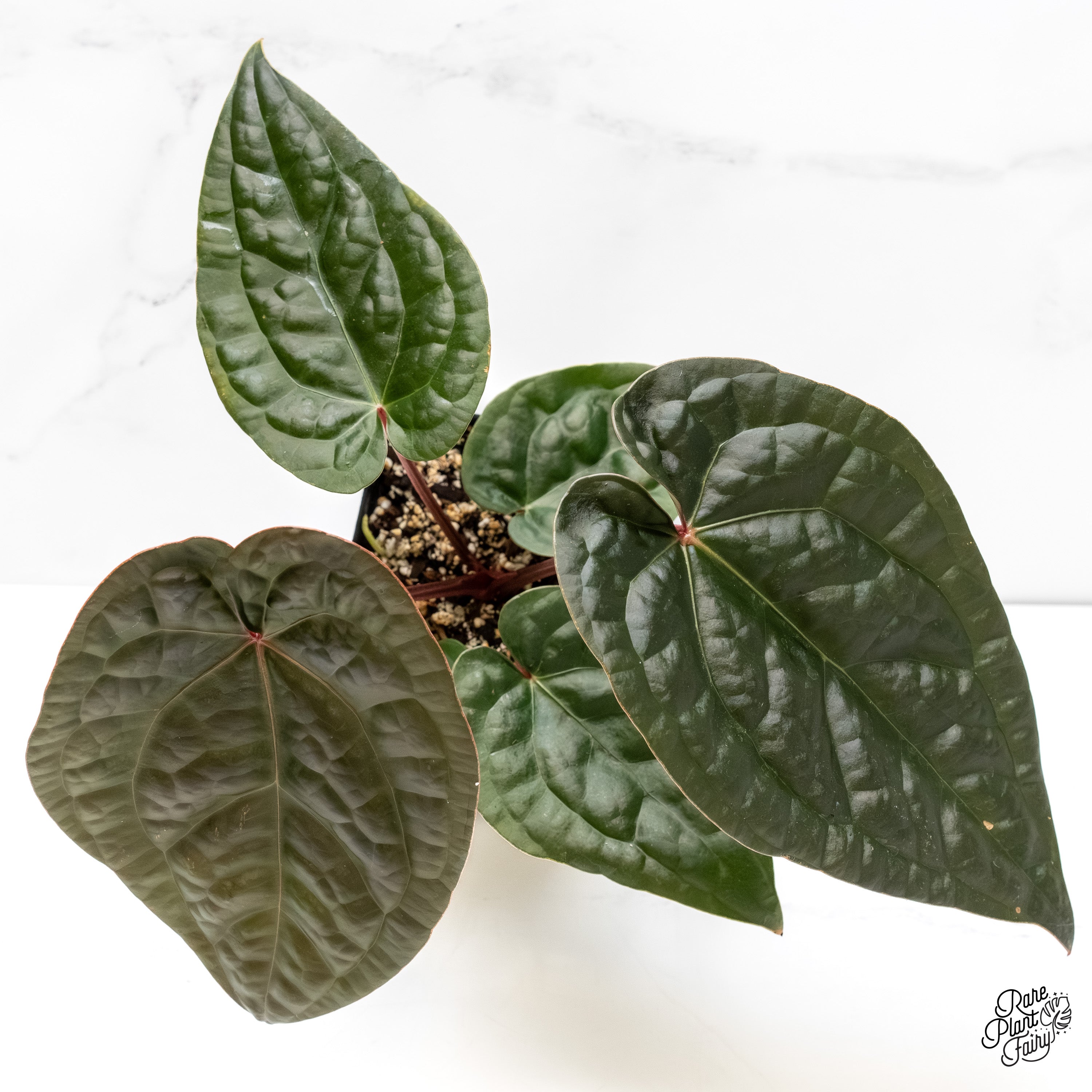 Anthurium Luxurians X 'Zara' x 'Michelle' by DocBlock® *Grower's