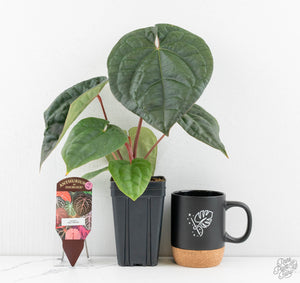 Anthurium 'Luxurians' x ('Zara' x 'Michelle') by DocBlock® (wk13-W)