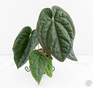 Anthurium 'Luxurians' x ('Zara' x 'Michelle') by DocBlock® (wk13-W)