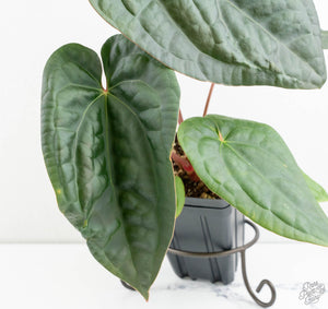 Anthurium 'Luxurians' x ('Zara' x 'Michelle') by DocBlock® (wk13-W)
