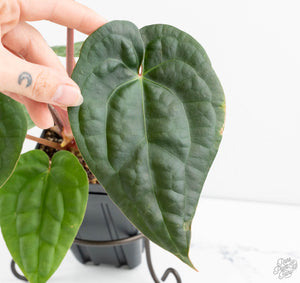 Anthurium 'Luxurians' x ('Zara' x 'Michelle') by DocBlock® (wk13-W)