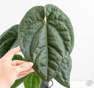 Anthurium 'Luxurians' x ('Zara' x 'Michelle') by DocBlock® (wk13-W)