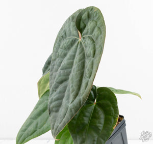 Anthurium 'Luxurians' x ('Zara' x 'Michelle') by DocBlock® (wk13-W)