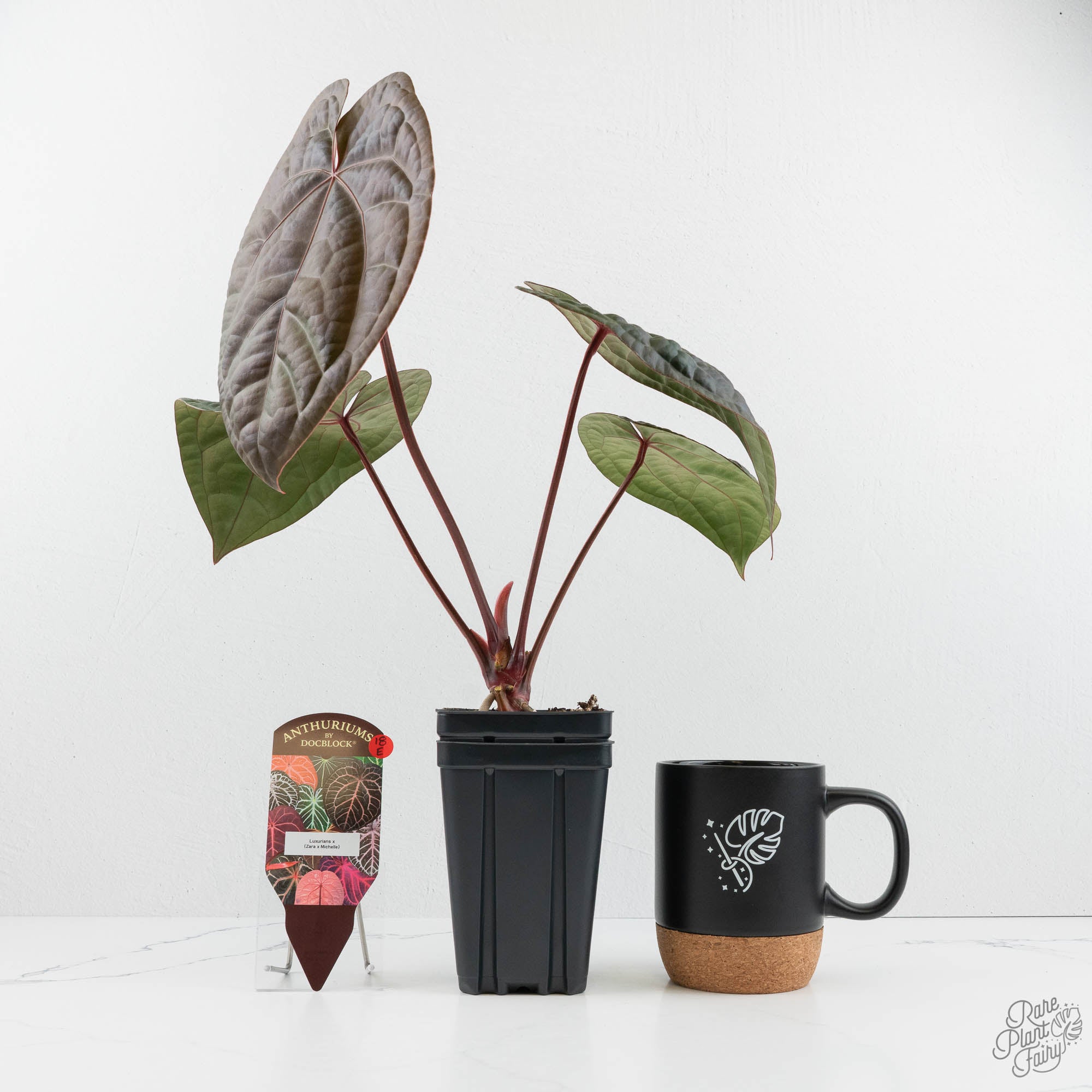 Anthurium 'Luxurians' x ('Zara' x 'Michelle') by DocBlock® (wk18-E