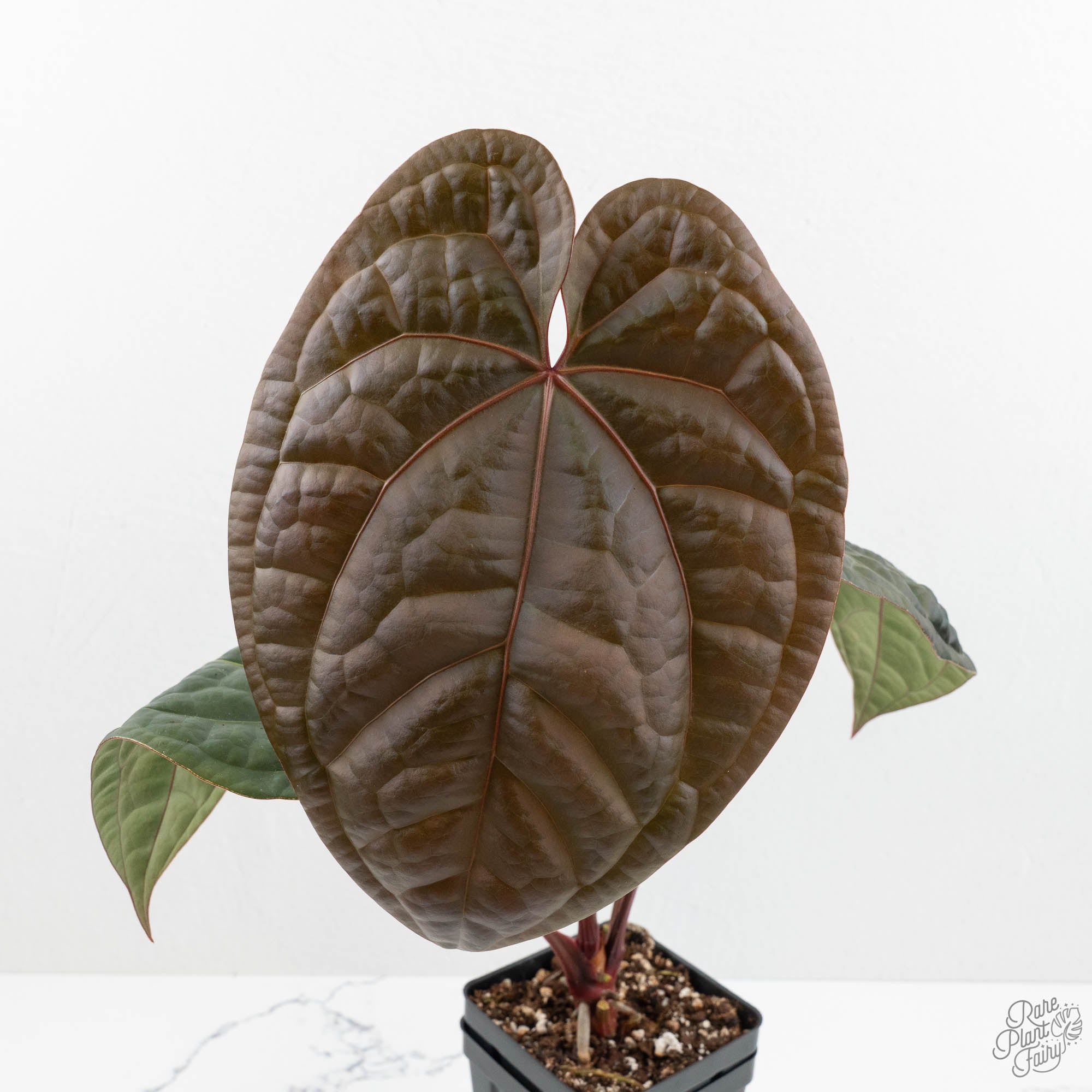 A. Zara Michelle × A. luxurians Anthurium 'Luxurians' x ('Zara' x 'Michelle') by DocBlock® (wk18-E