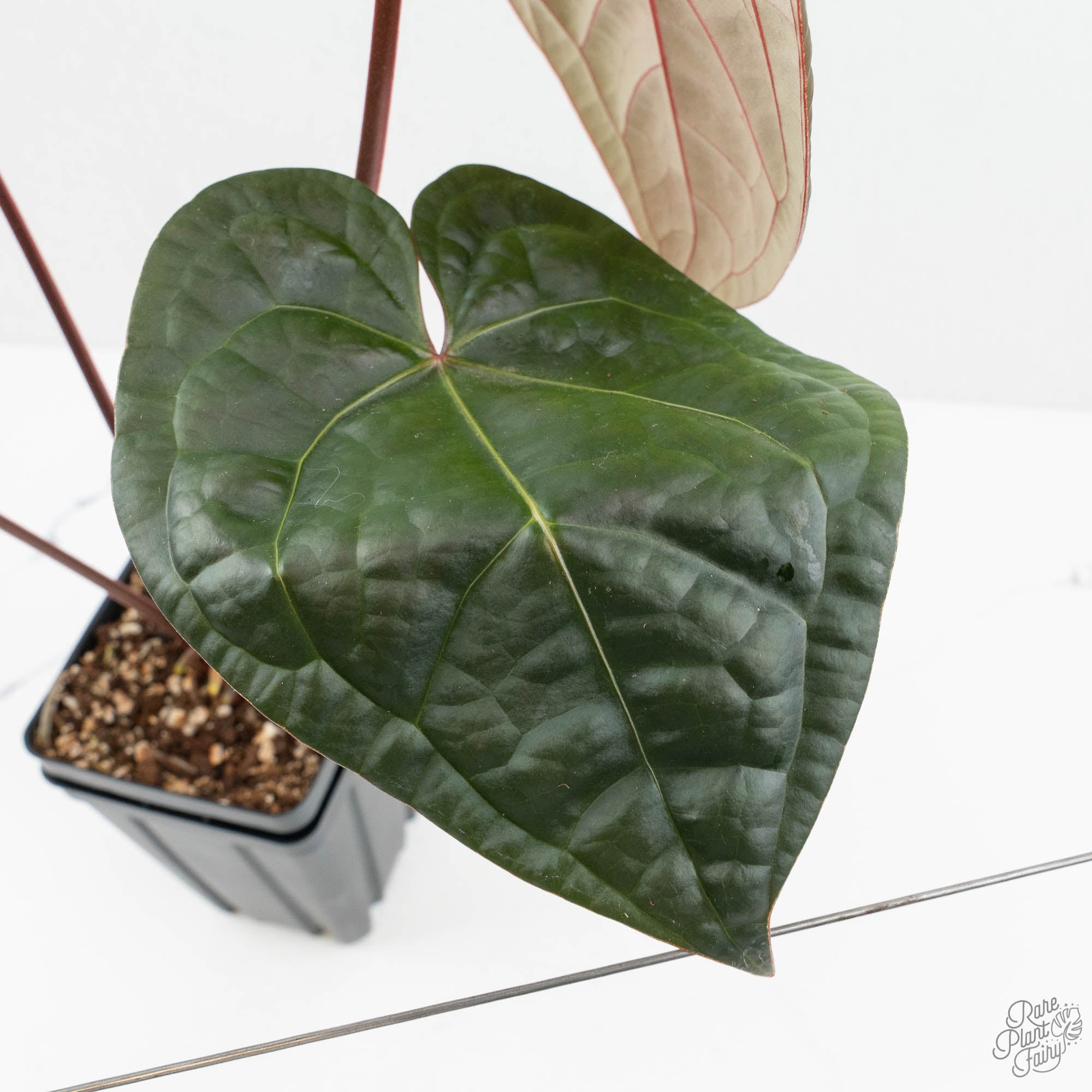 Anthurium 'Luxurians' x ('Zara' x 'Michelle') by DocBlock® (wk18-E