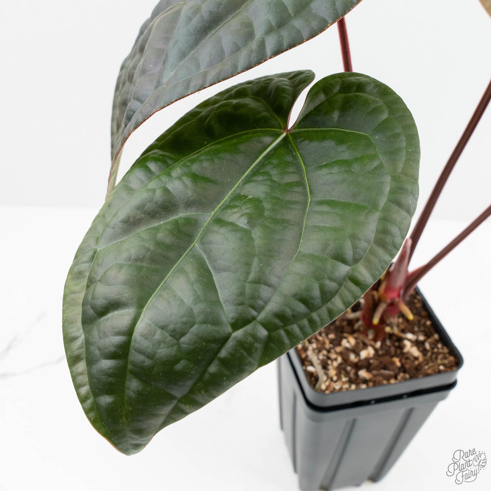Anthurium 'Luxurians' x ('Zara' x 'Michelle') by DocBlock® (wk18-E