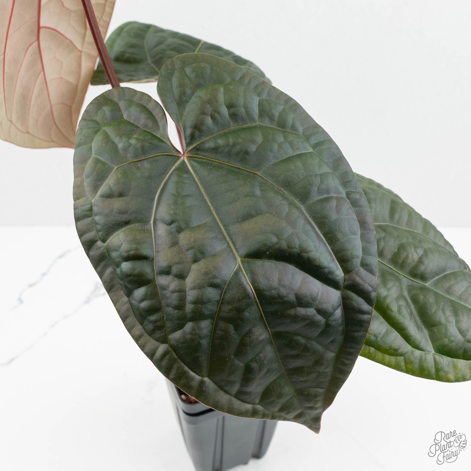 Anthurium 'Luxurians' x ('Zara' x 'Michelle') by DocBlock® (wk18-E