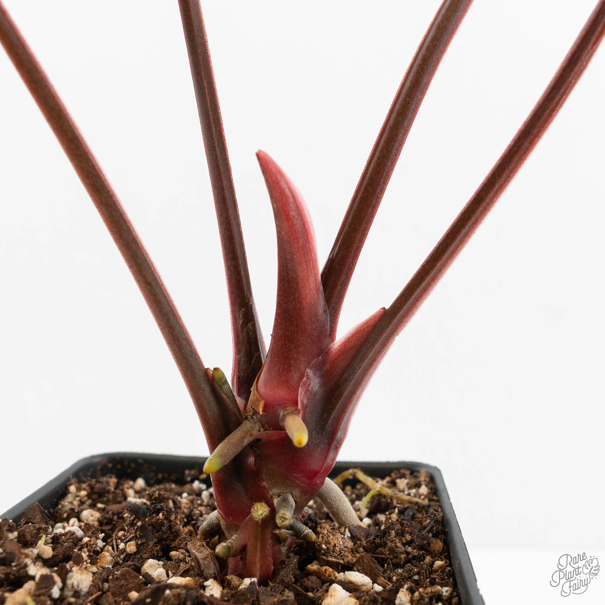 Anthurium 'Luxurians' x ('Zara' x 'Michelle') by DocBlock® (wk18-E