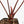 Anthurium 'Luxurians' x ('Zara' x 'Michelle') by DocBlock® (wk18-E)