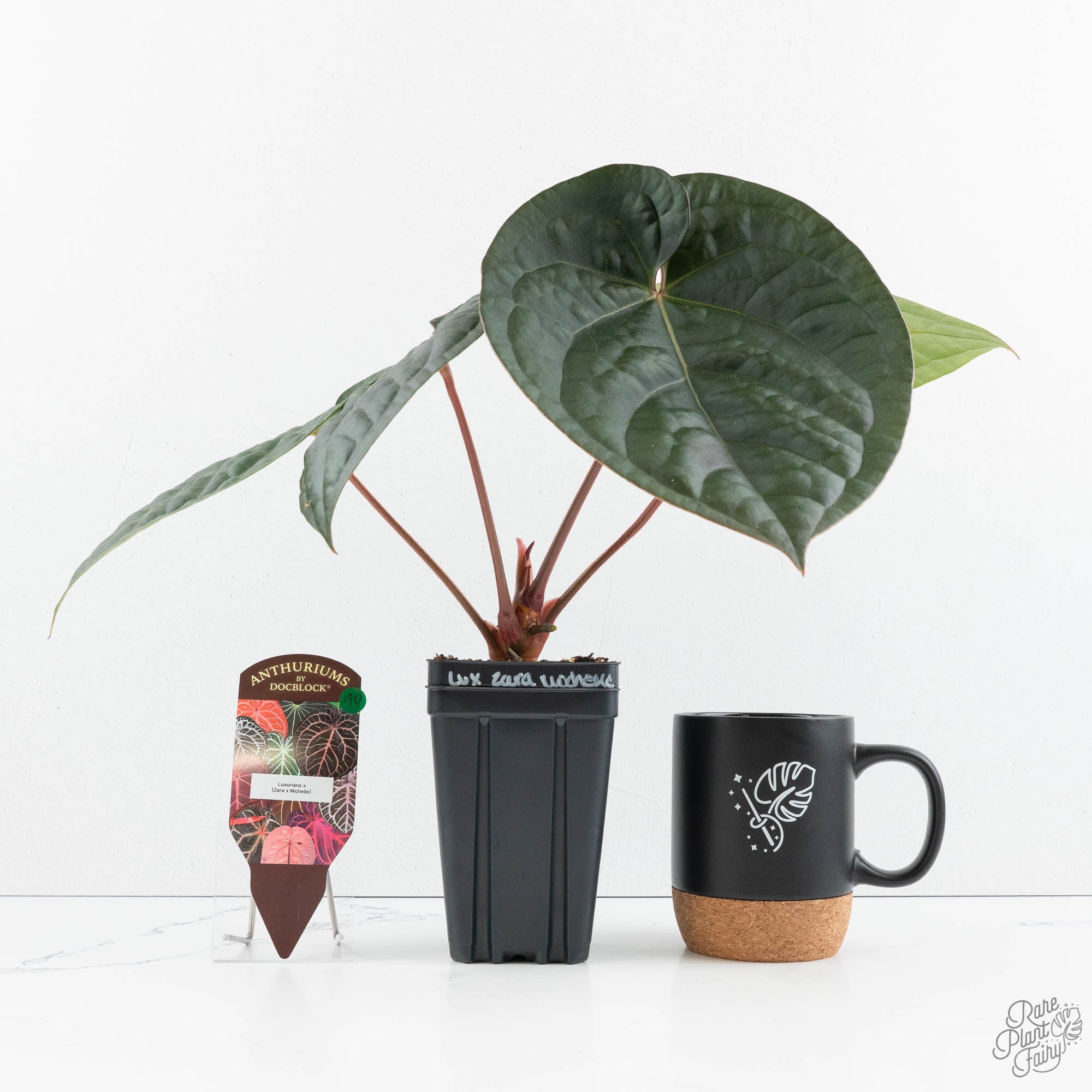 Anthurium 'Luxurians' x ('Zara' x 'Michelle') by DocBlock® (wk19-U