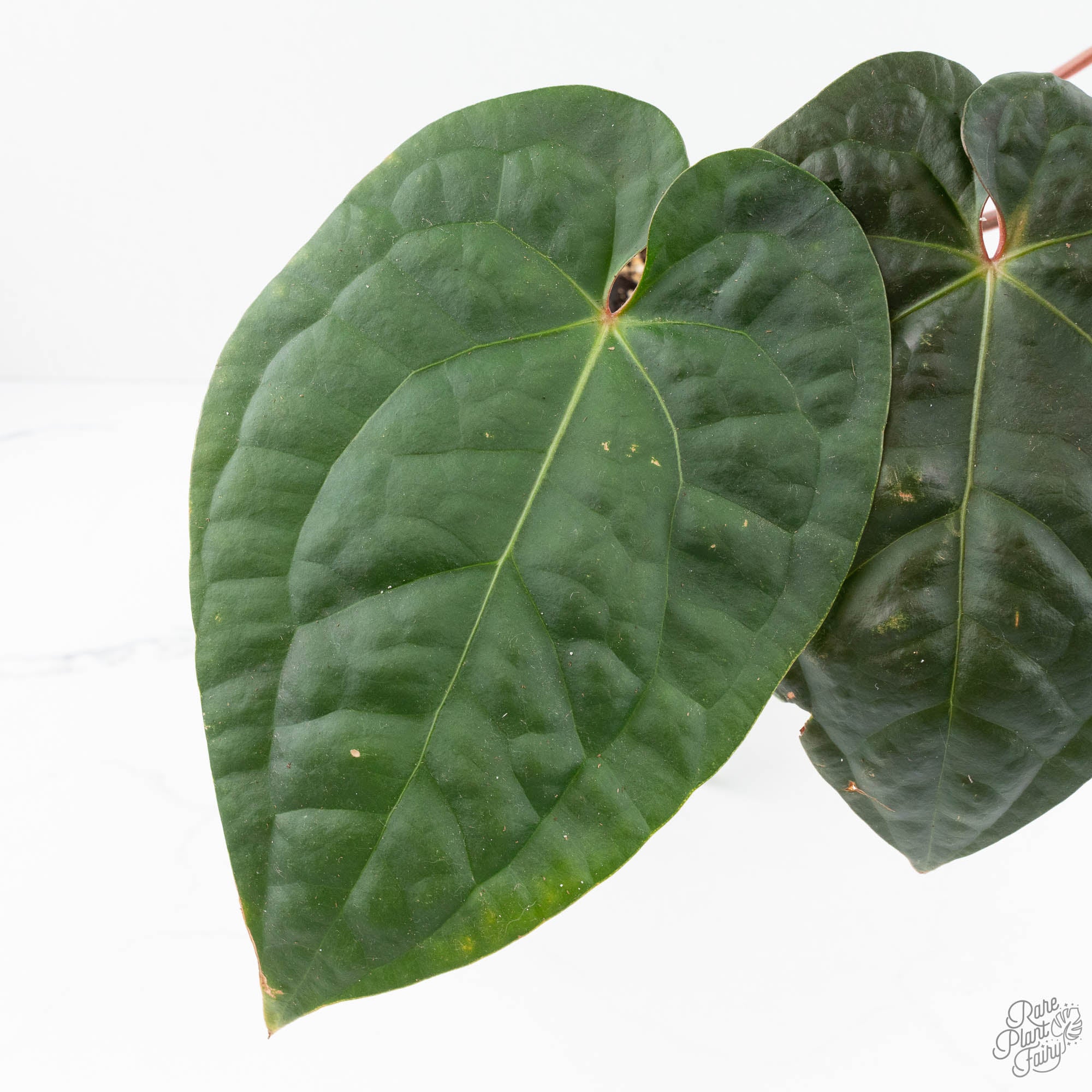 Anthurium 'Luxurians' x ('Zara' x 'Michelle') by DocBlock® (wk19-U