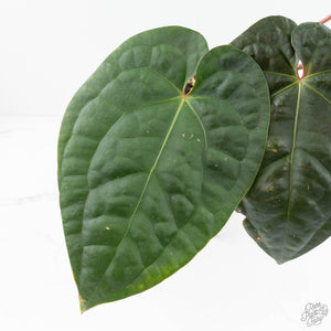 Anthurium 'Luxurians' x ('Zara' x 'Michelle') by DocBlock® (wk19-U)