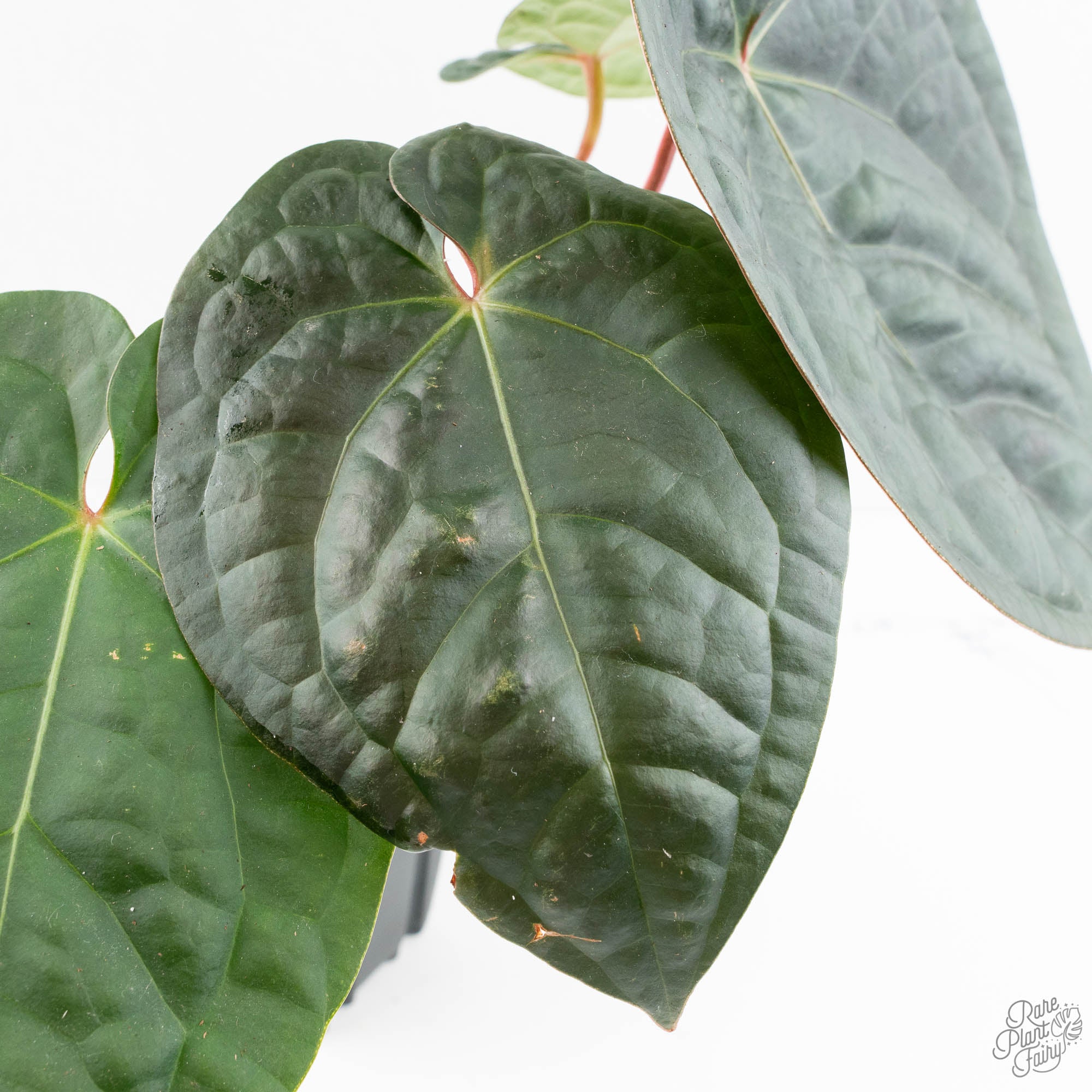 Anthurium 'Luxurians' x ('Zara' x 'Michelle') by DocBlock® (wk19-U