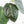 Anthurium 'Luxurians' x ('Zara' x 'Michelle') by DocBlock® (wk19-U)
