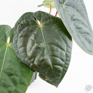 Anthurium 'Luxurians' x ('Zara' x 'Michelle') by DocBlock® (wk19-U)