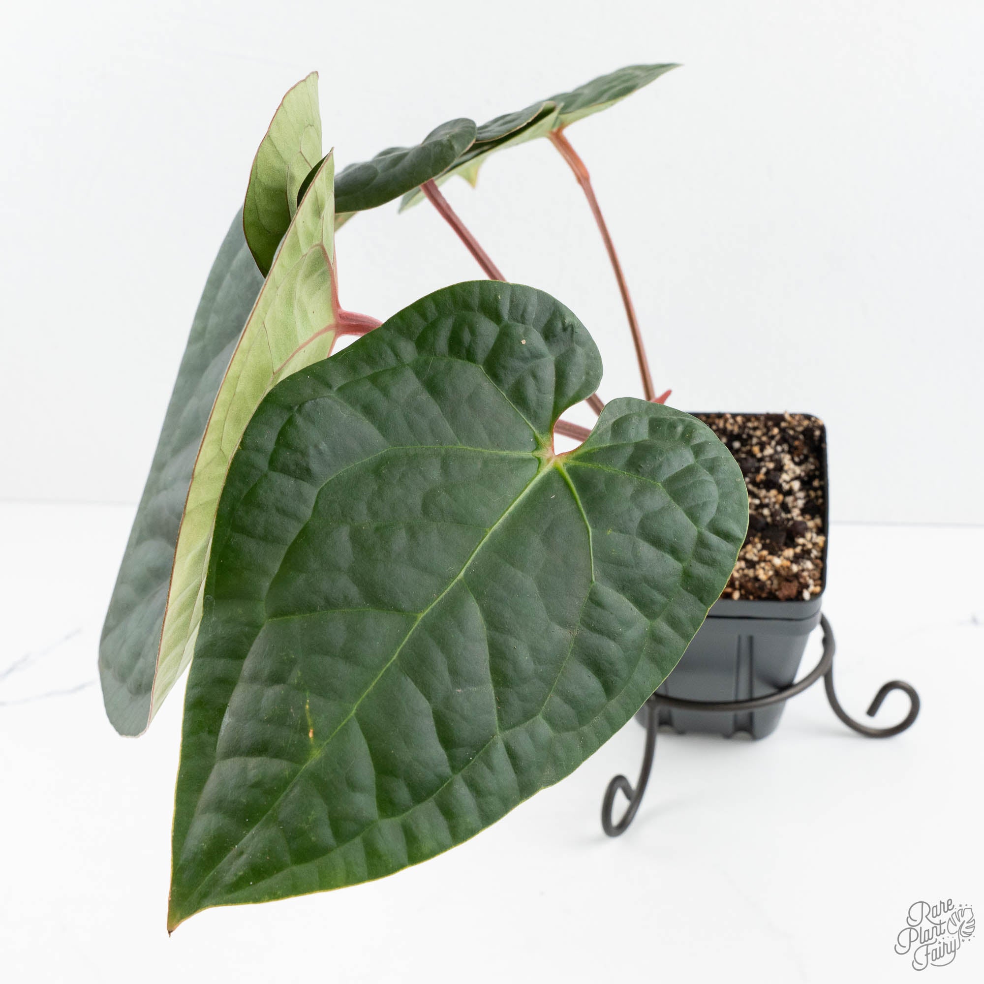 Anthurium 'Luxurians' x ('Zara' x 'Michelle') by DocBlock® (wk19-U