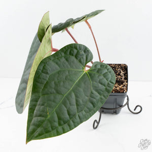 Anthurium 'Luxurians' x ('Zara' x 'Michelle') by DocBlock® (wk19-U)