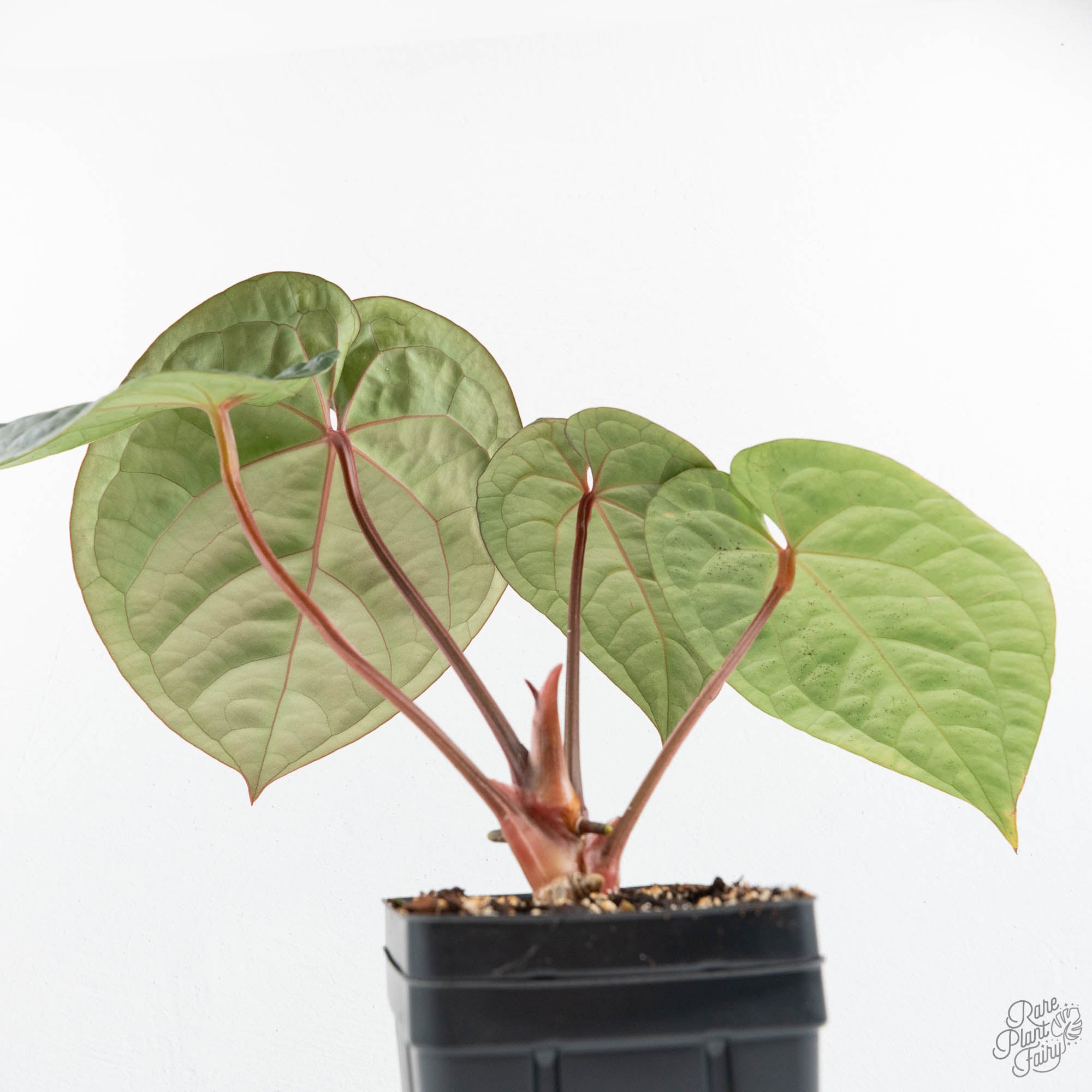 Anthurium 'Luxurians' x ('Zara' x 'Michelle') by DocBlock® (wk19-U
