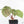 Anthurium 'Luxurians' x ('Zara' x 'Michelle') by DocBlock® (wk19-U)